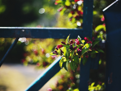 Забор, макро, цветы
