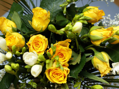 цветы, Розы, цветок, букет, жёлтые, природа, желтые