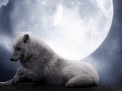 луна, Волк, ночь, волчица, красота, фантастика, белый