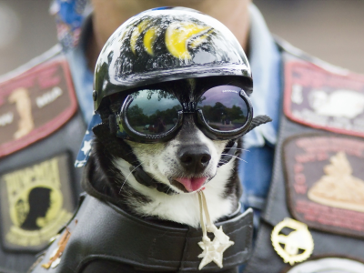 Собака, очки, шлем
