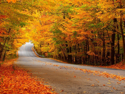желтая листва, осень, лес, Дорога