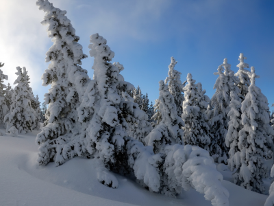Деревья, зима, снег