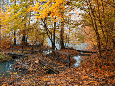 пруд, осень, Природа, мостик, желтые листья, туман