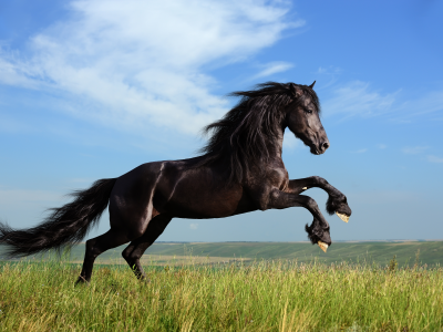 Лошадь, трава, грива, облака, свобода