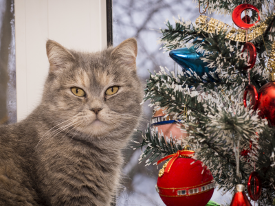 Кошка, праздник, новый год, елка