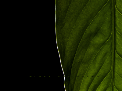 лист, фон, Макро, зеленый, чёрный