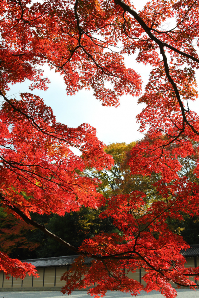 клен, осень, красные, сад, Япония, деревья, парк, киото
