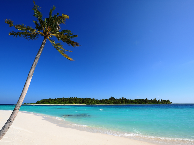 песок, море, пальма, остров, Мальдивы, пальмы, пляж