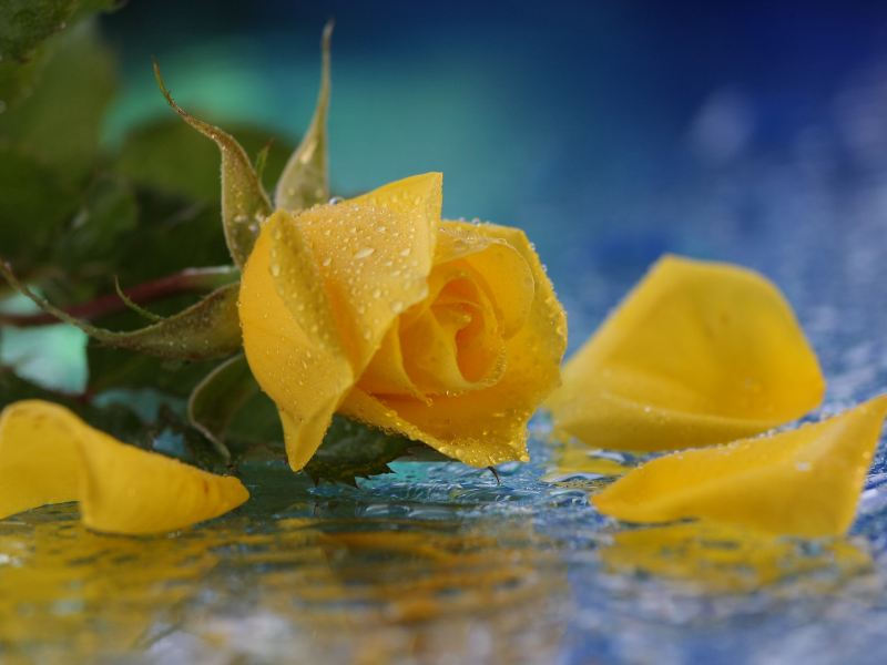 желтая, цветок, вода, капли, Роза