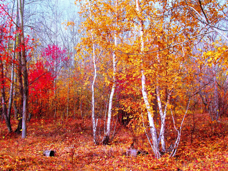 красный, осень, Природа, пейзаж, золото, лес, багрец