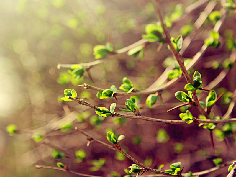 зелень, ветки, листья, Spring, весна, макро