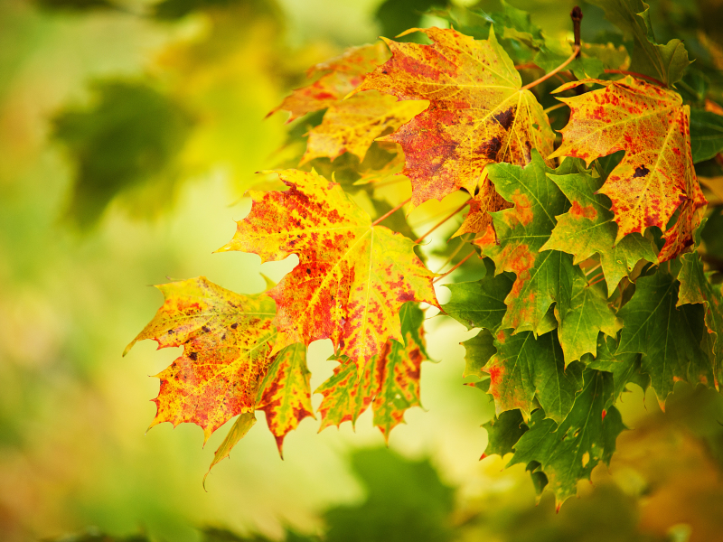 Осень, макро, листья, жёлтые