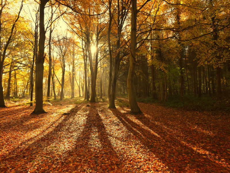 лес, деревья, свет, осень, тени, солнце, лучи, Природа