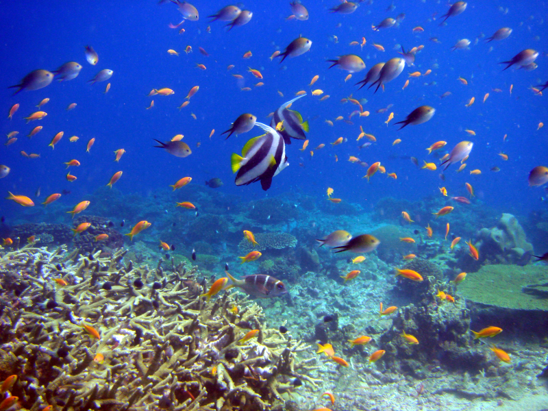 reef and fish, кораллы, Рыбы, подводный мир