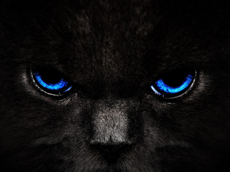 взгляд, кошка, Кот, черный, глаза