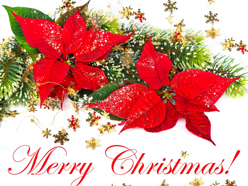 пуансетия, Merry christmas, рождественский цветок, красный