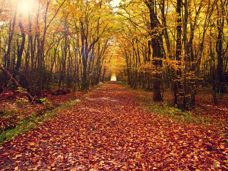 листья, деревья, дерево, осень, Природа, пейзаж, лес