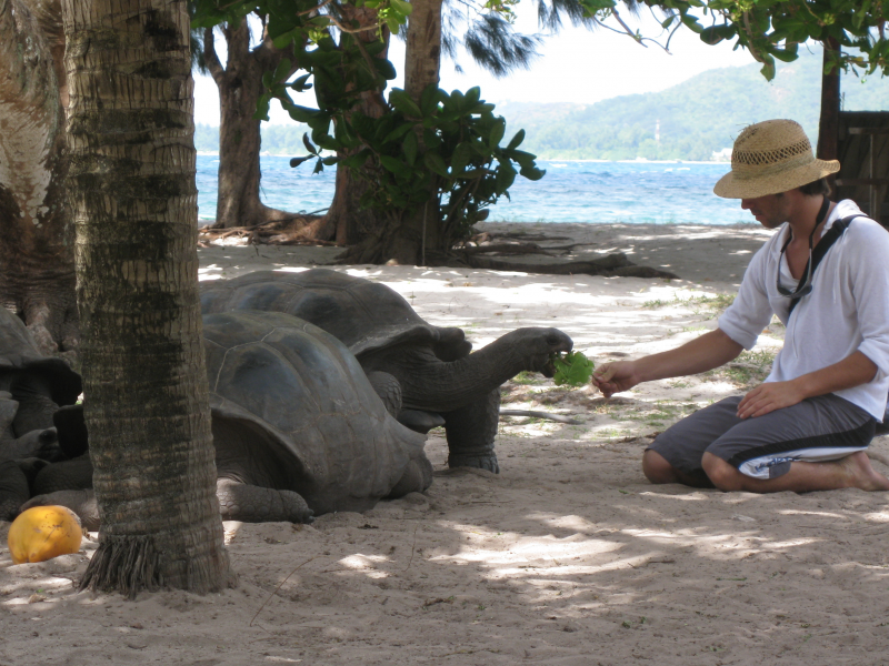 Черепахи, seychelles pictures, человек