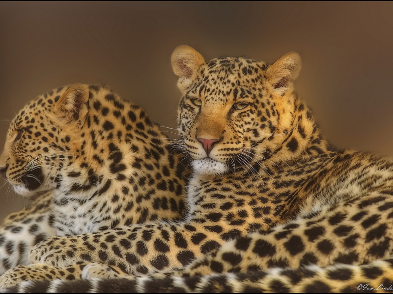 морда, leopard, хищники, Леопард, пара, взгляд, семья