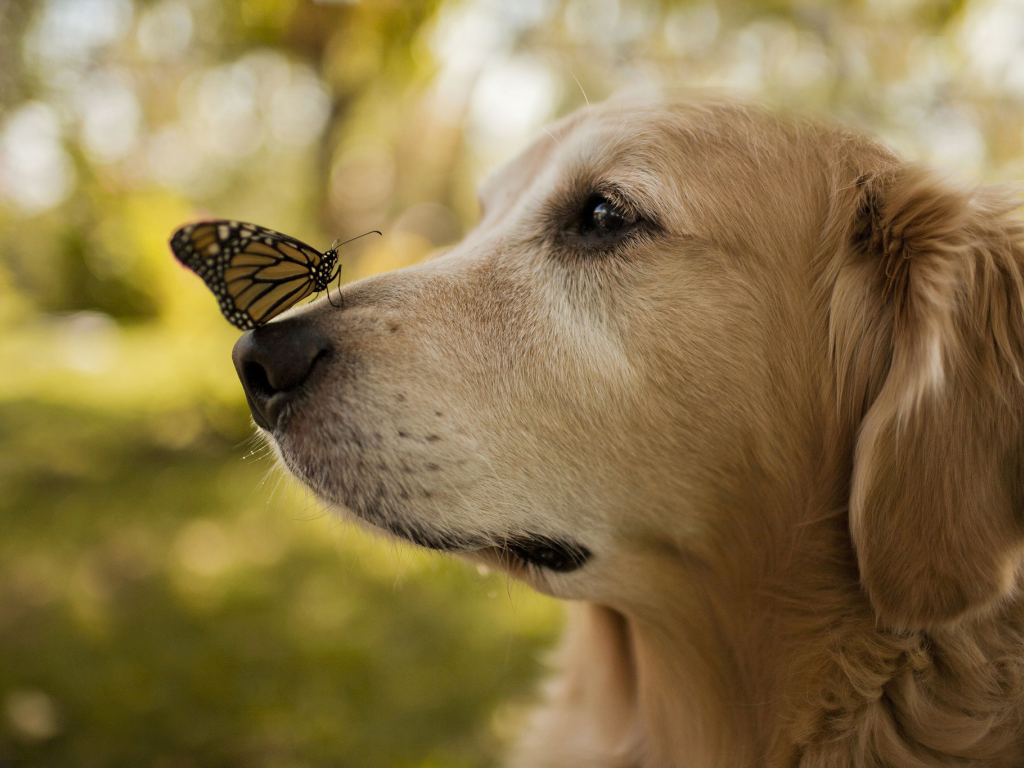 крылья, нос, бабочка, Собака