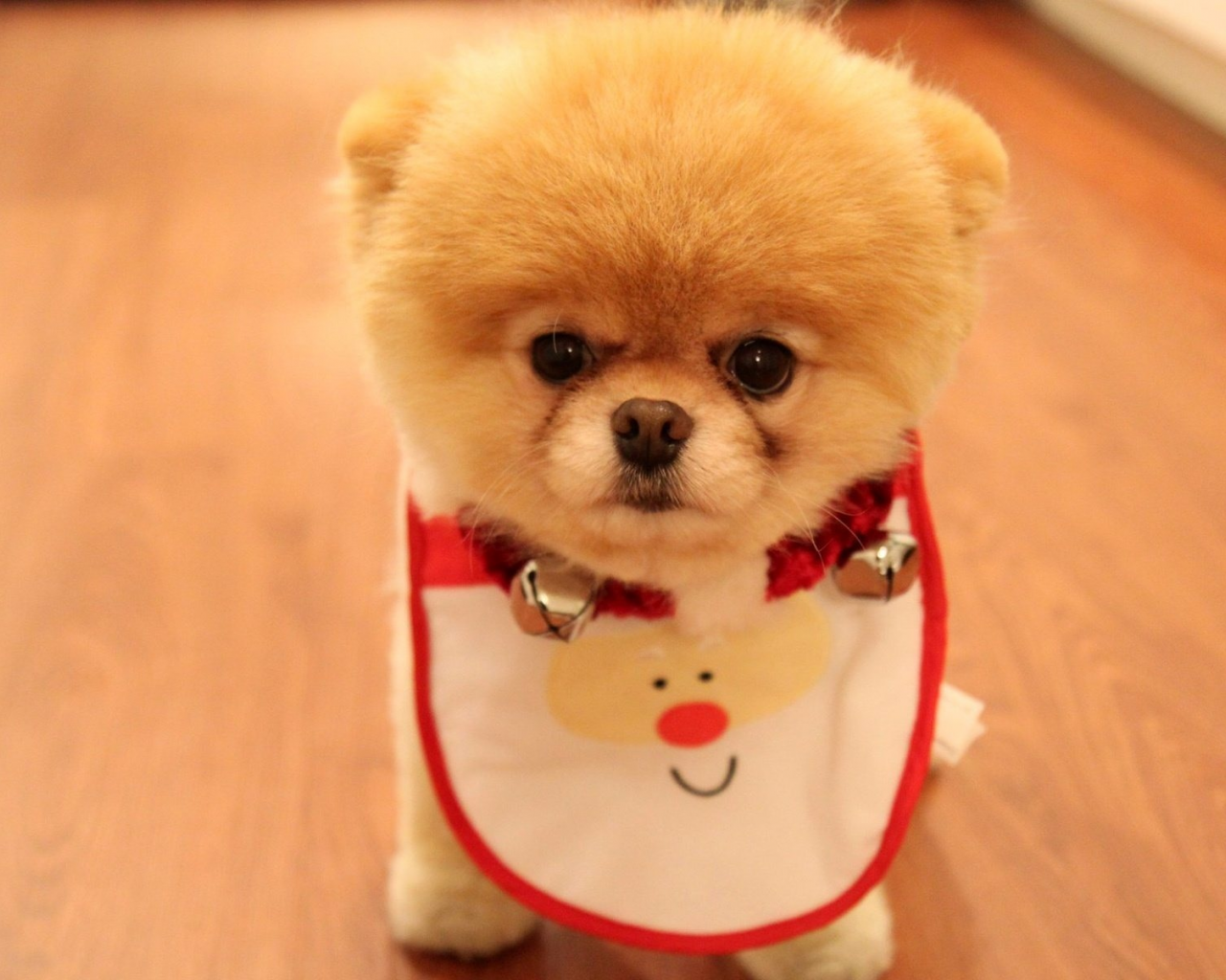 Cute puppy as christmas present, породы, померанский шпиц, собака