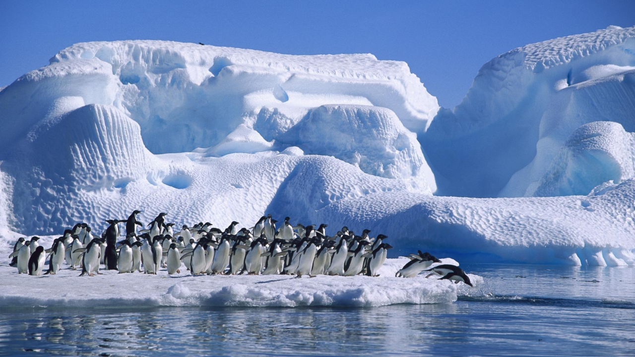 antarctica, sea, Adelie penguin, ice