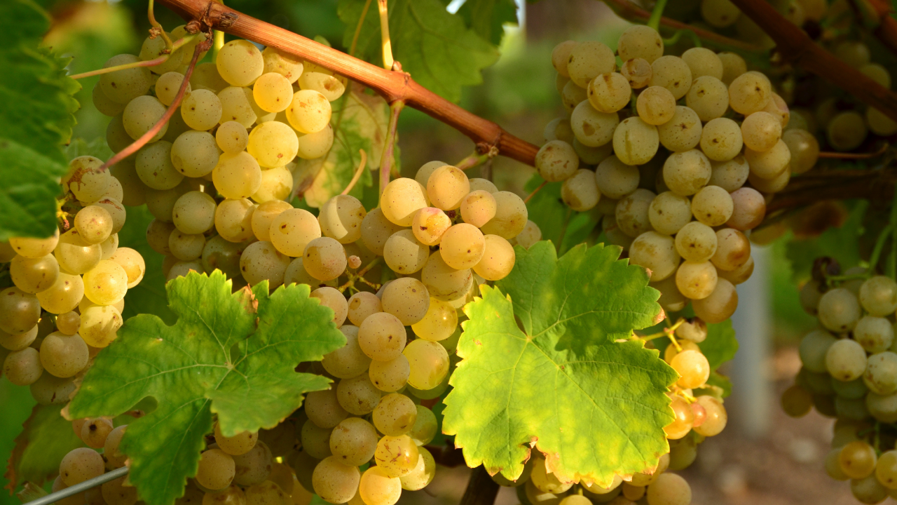 Виноград, гроздья, листья, белый, лоза