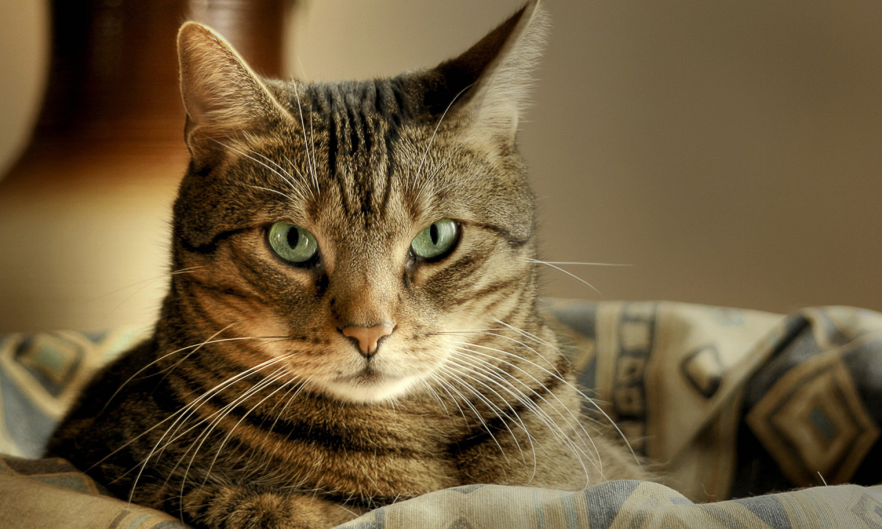 лежит, кот, корзина, Cat, макро, зеленые глаза, macro, кошка