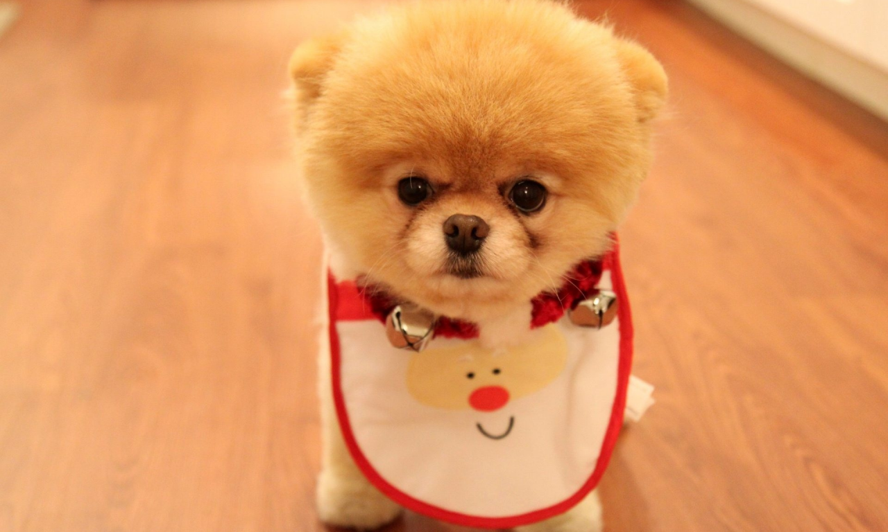Cute puppy as christmas present, породы, померанский шпиц, собака