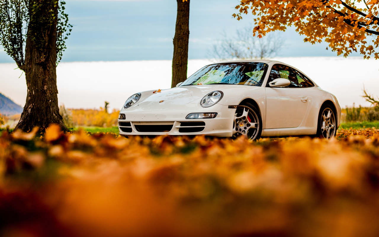 белый, foliage, порше, white, осень, 911, tree, sky, Porsche, 911, autumn