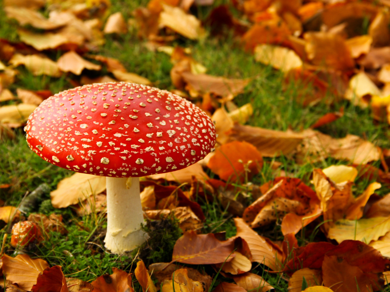 Осень, гриб, листья, мухомор