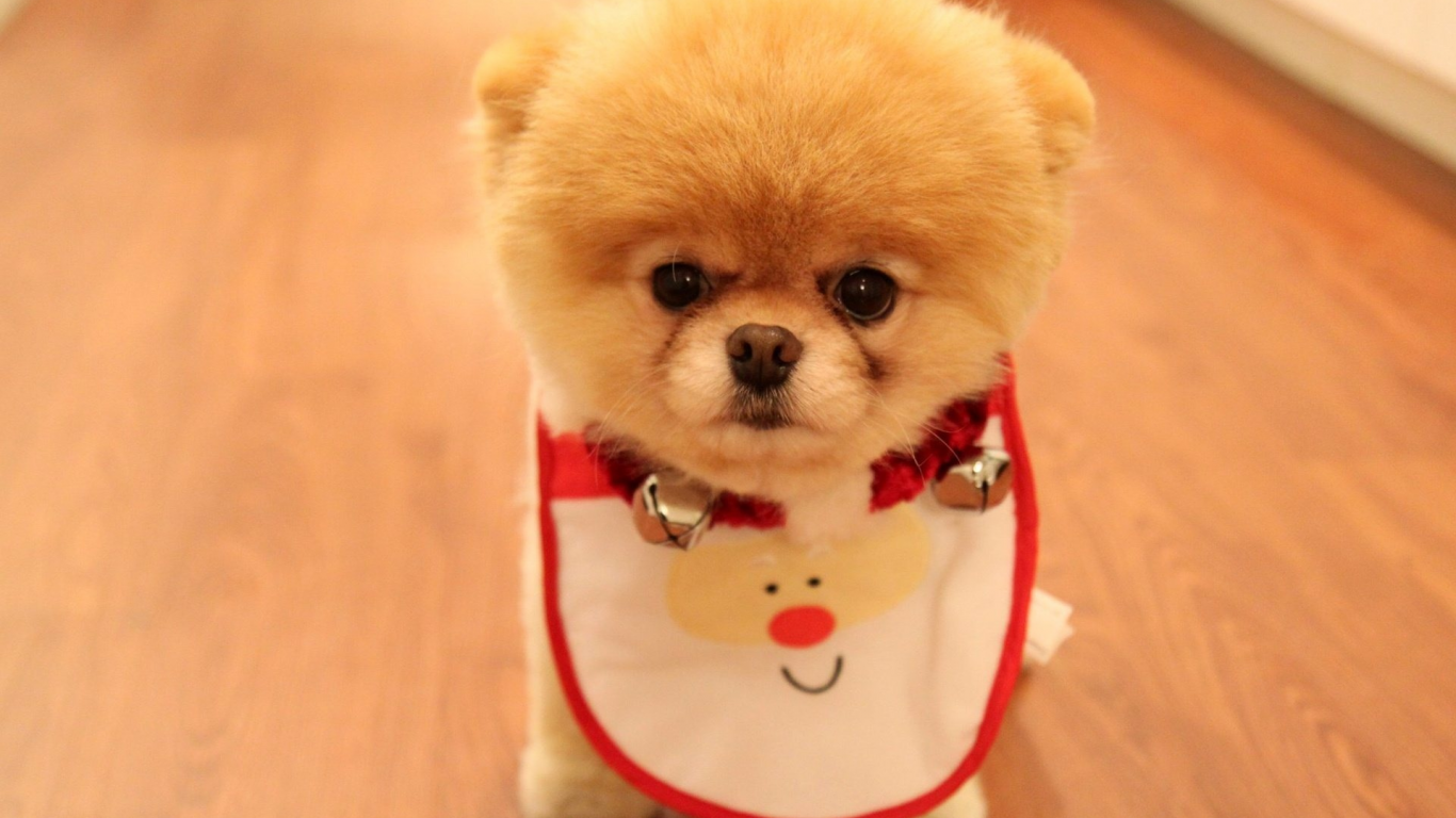 Cute puppy as christmas present, породы, померанский шпиц, собака