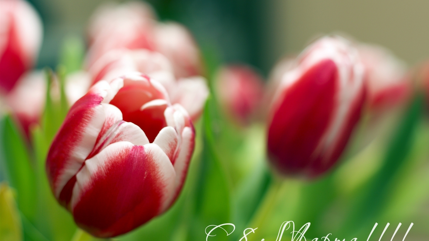 тюльпаны, Цветы, женщин, с, дорогих, 8 марта, всех