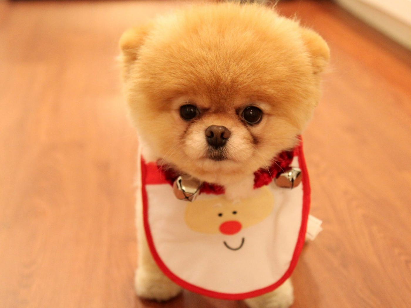 Cute puppy as christmas present, породы, померанский шпиц, собака