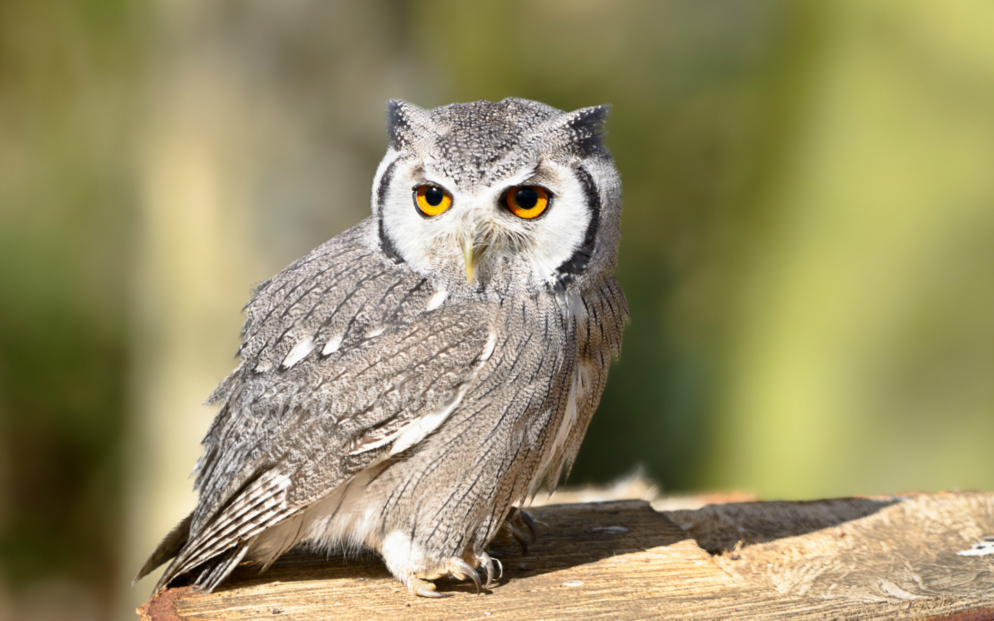 owl, look, взгляд, Сова, птица, bird