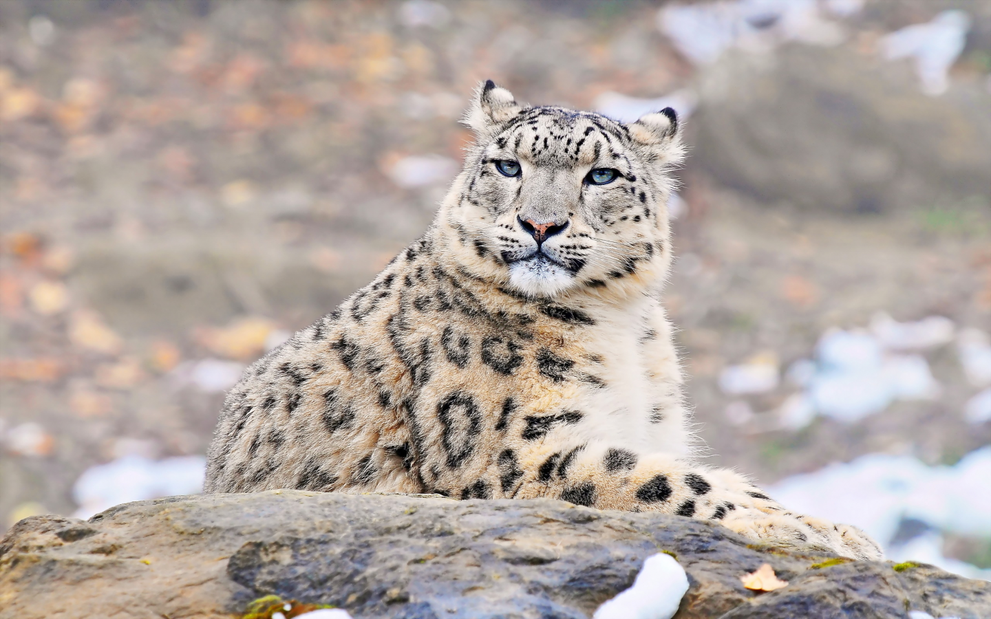 snow leopard, Снежный барс, uncia uncia, взгляд, ирбис, морда