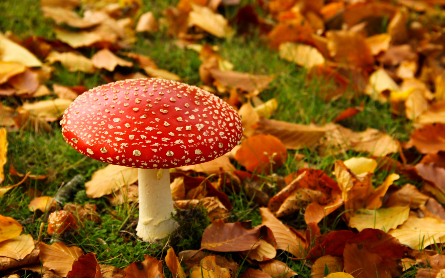 Осень, гриб, листья, мухомор