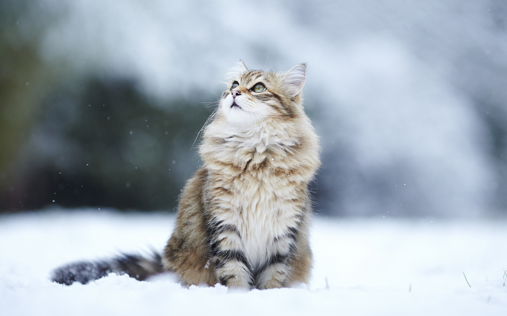 kitty, снег, кошка, зима, Cat, пушистая, взгляд, winter, snow