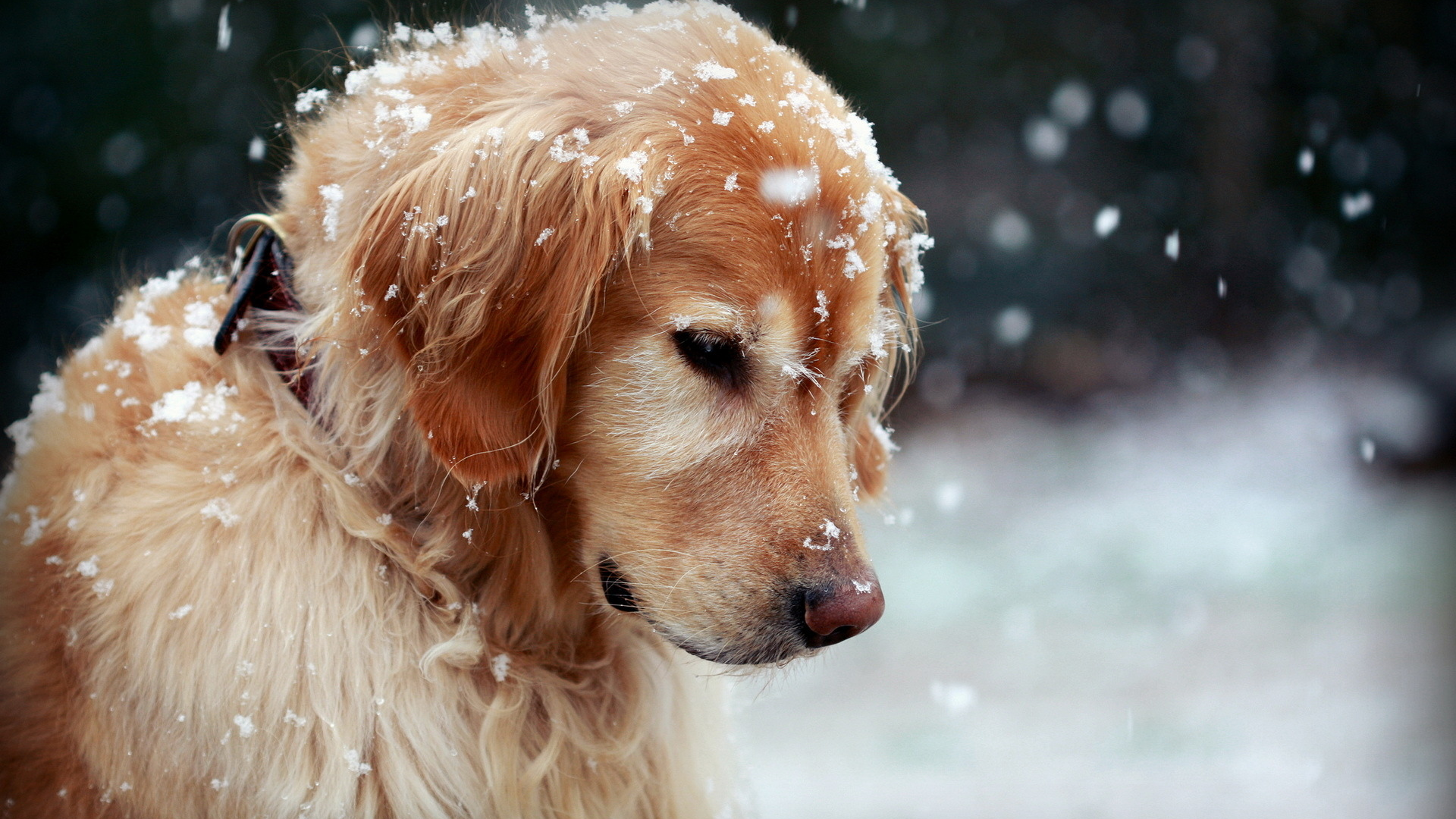 Собака, зима, снег