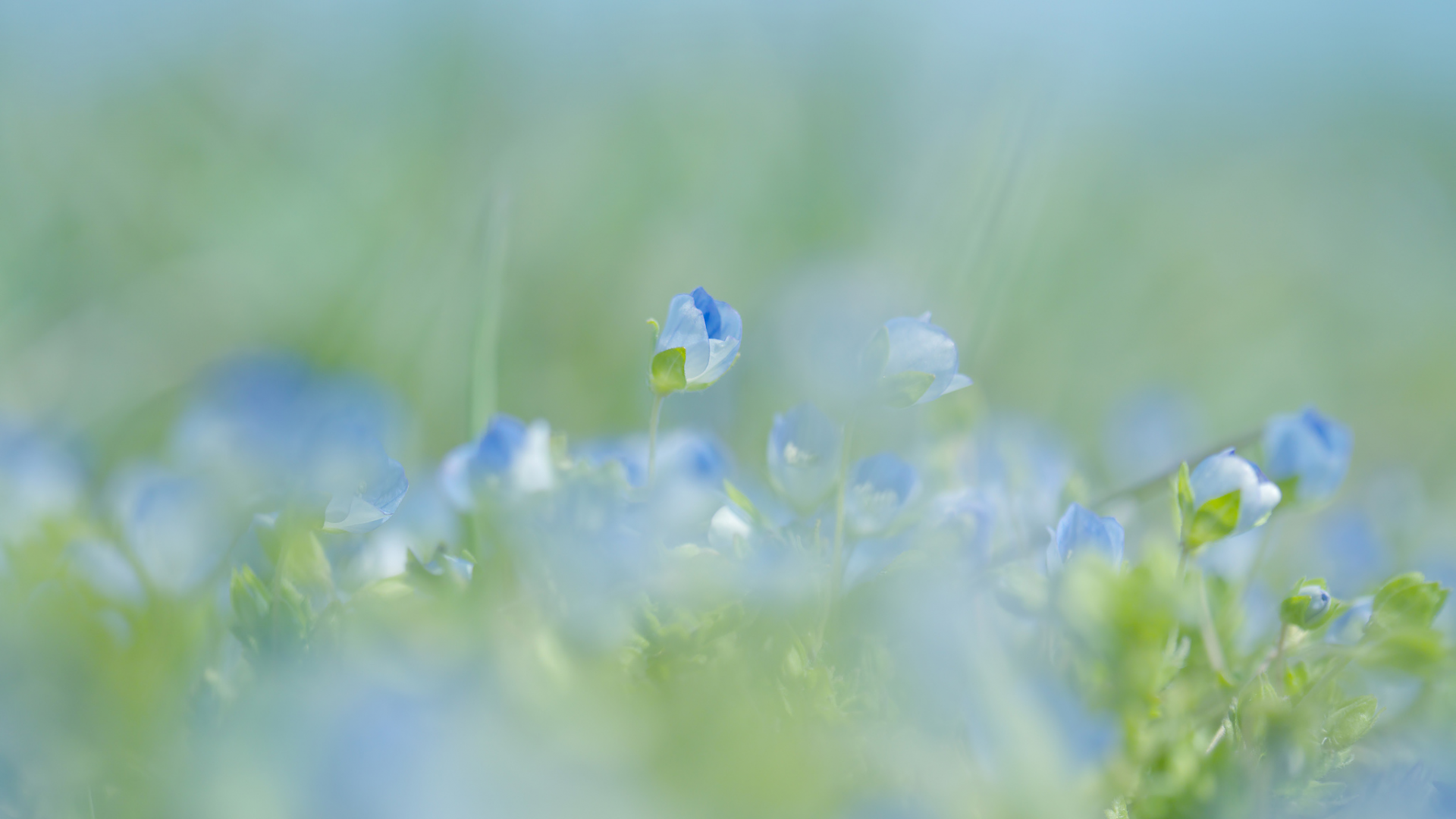природа, нежно, макро, весна, голубые, размытость, Цветы