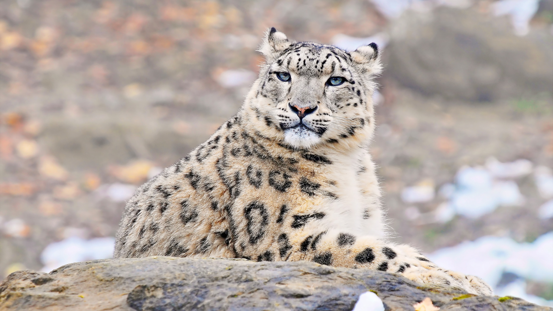 snow leopard, Снежный барс, uncia uncia, взгляд, ирбис, морда