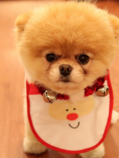 Cute puppy as christmas present, породы, померанский шпиц, собака