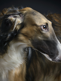 Borzoi, beauty, друг