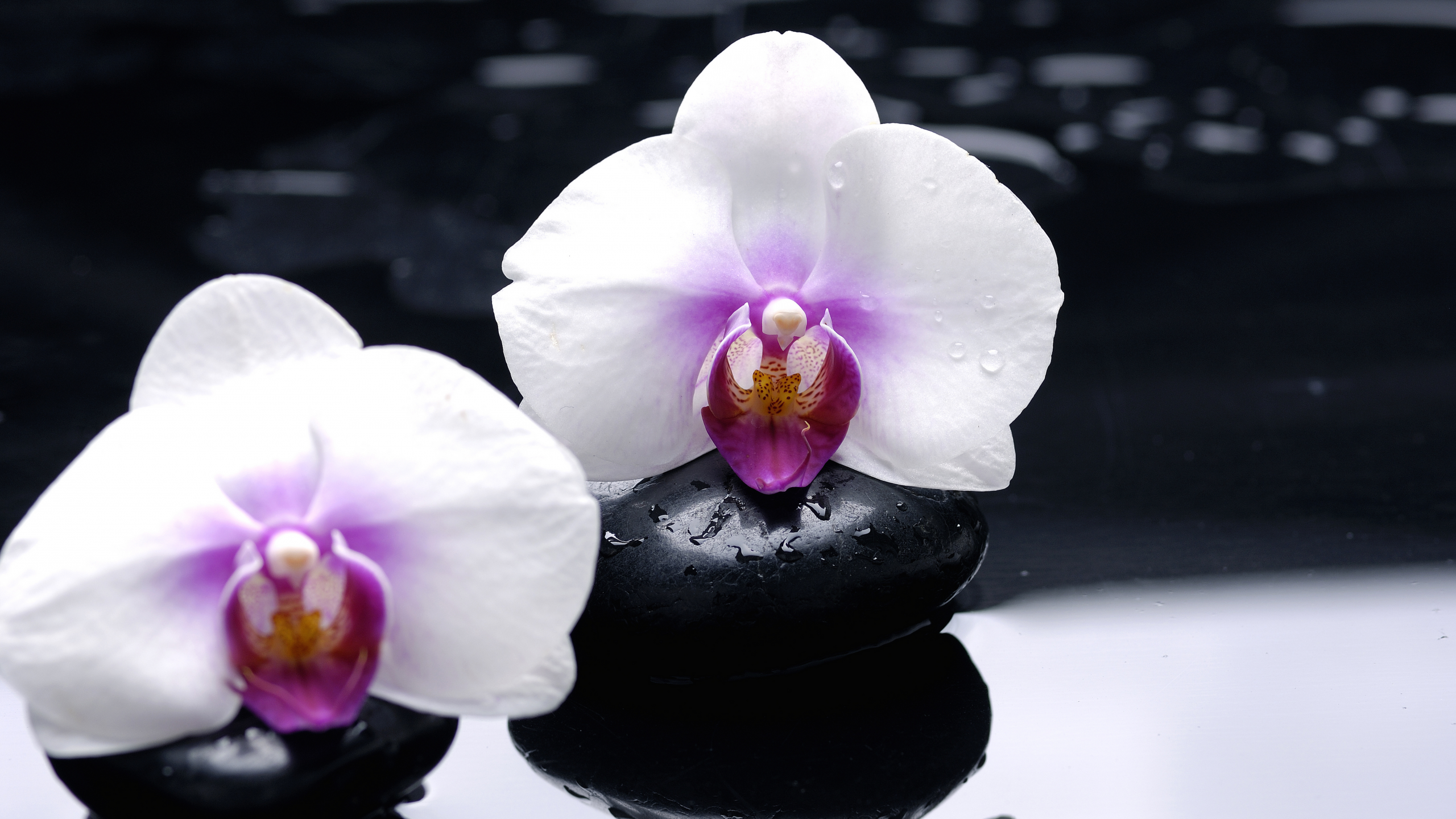 отражение, гладкие, черные, белые, цветы, камни, Орхидеи