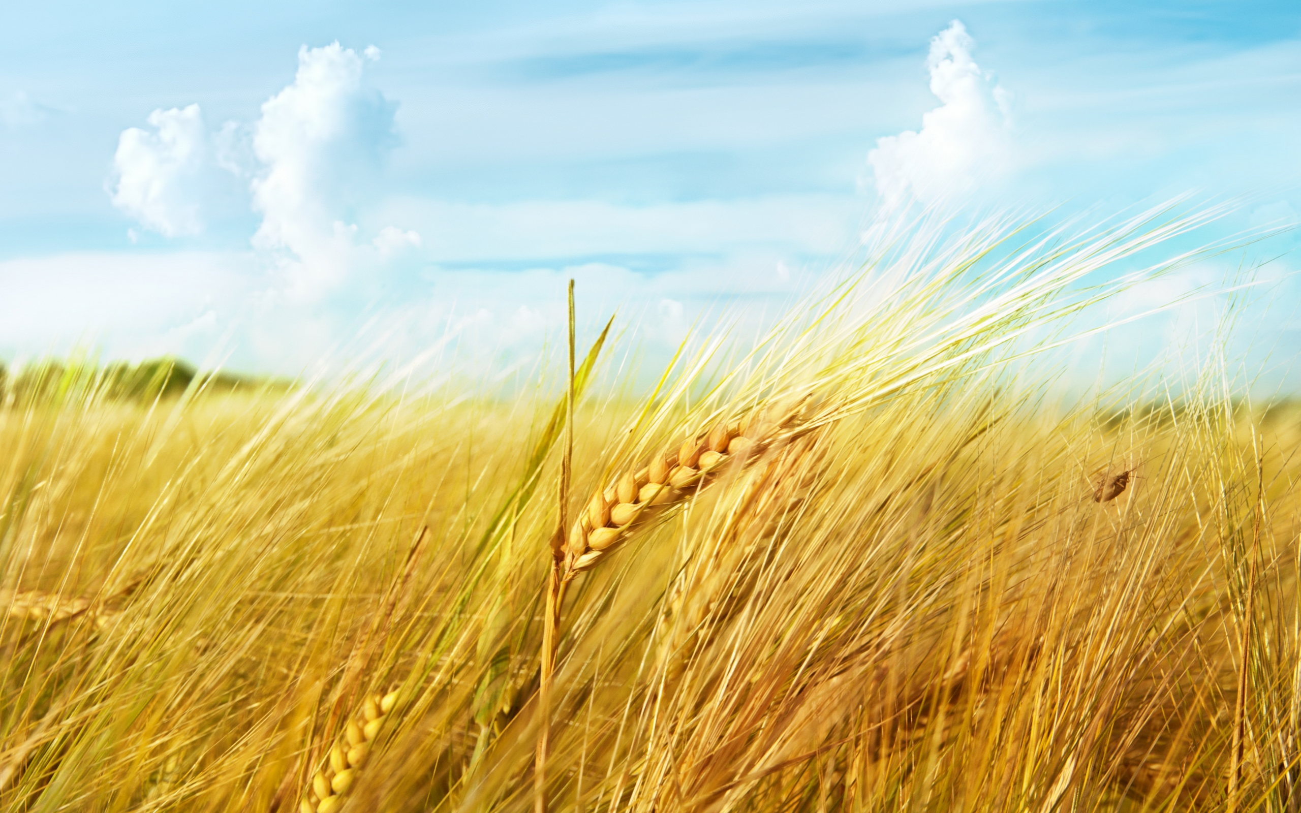 облака, поле, пшеница, небо, макро, Колос