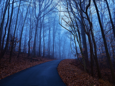 утро, Лес, синий, туман, листья, осень, рассвет, деревья