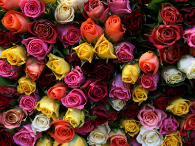 цветок, букет, красивые, цветы, Розы, бутоны