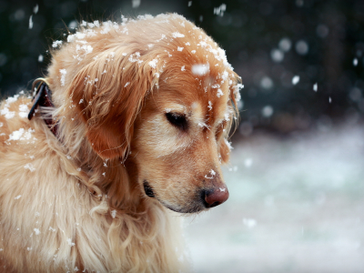 Собака, зима, снег