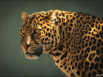 leopard, профиль, морда, Леопард, хищник