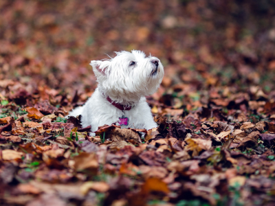 Собака, листья, осень